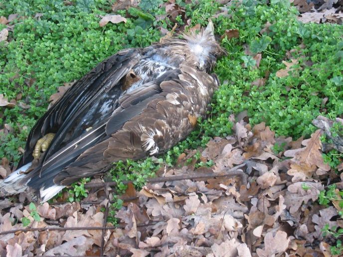 Pronađena dva mrtva orla belorepana (Haliaeetus albicilla) kod Sremske Rače